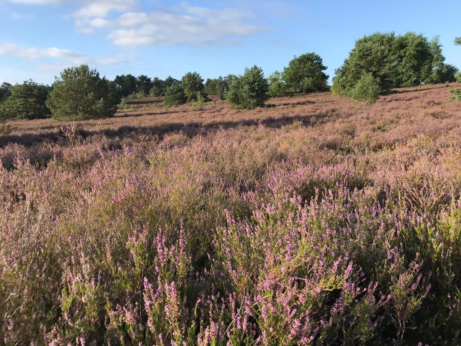 Traumhaftes Anwesen In Der Lueneburger Heide Lejlighed Soltau Eksteriør billede